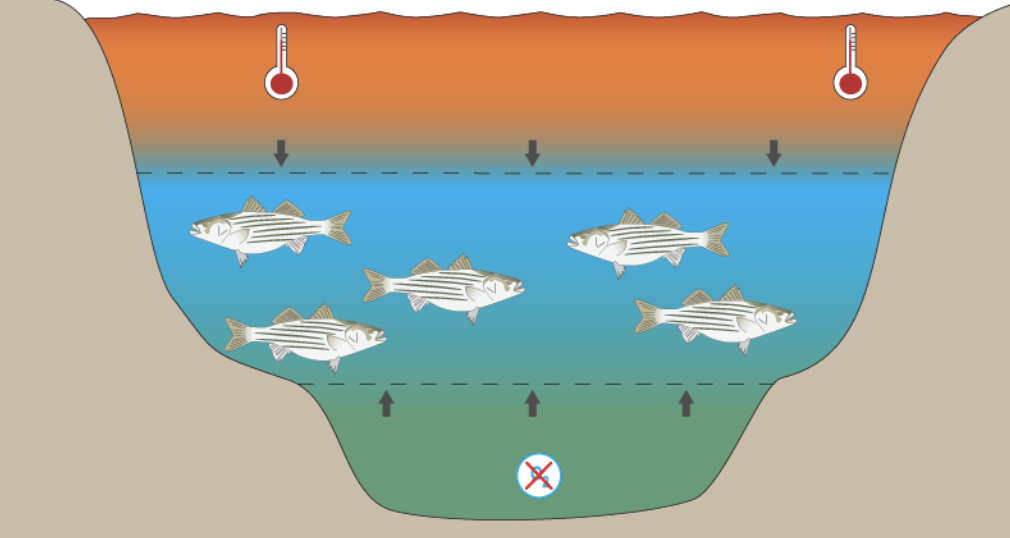 Dissolved oxygen variation with depth